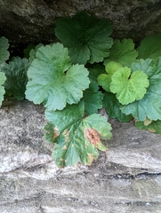 Heuchera parviflora saurensis