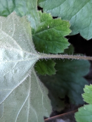 Heuchera parviflora saurensis