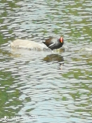 Gallinula chloropus