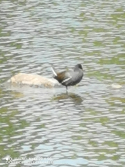 Gallinula chloropus