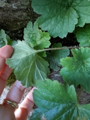 Heuchera parviflora saurensis