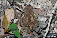 Duttaphrynus melanostictus