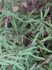 Paronychia argyrocoma