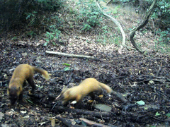 Japanese Marten photo 4