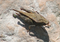 Tettigidea