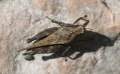 Tettigidea