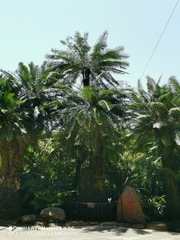 Cycas pectinata