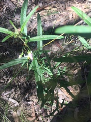Solanum ferocissimum