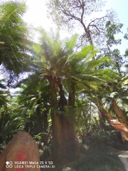 Cycas pectinata