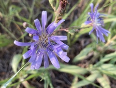 Lactuca pulchella