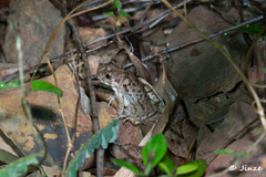 Fejervarya multistriata