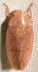 Ponana