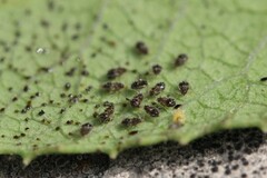 Corythucha incurvata