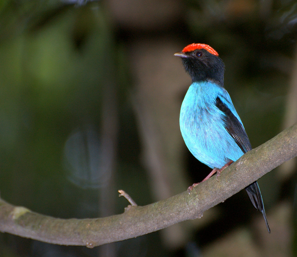 Blue-backed and Helmeted Manakins