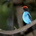 Blue-backed Manakins - Photo (c) Dario Sanches, some rights reserved (CC BY-SA)