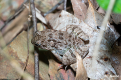 Fejervarya multistriata