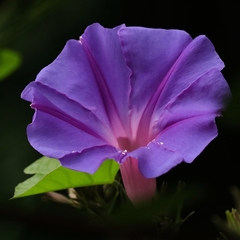 Ipomoea indica