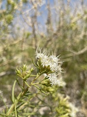 Ericameria albida