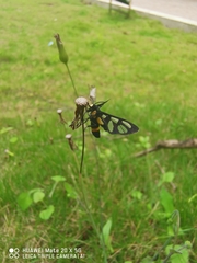 Amata sperbius