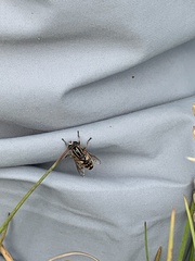 Helophilus neoaffinis