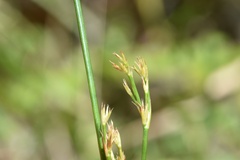 Juncus trigonocarpus