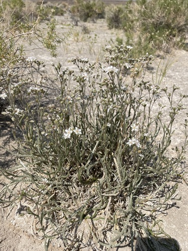 Image of Ivesia kingii by (c) Matt Berger, some rights reserved (CC BY)
