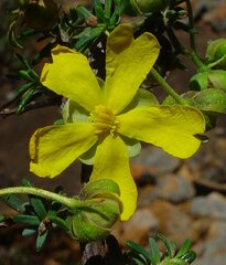 Hibbertia cockertoniana