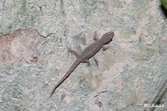 Hemidactylus frenatus