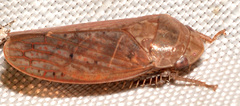 Ponana
