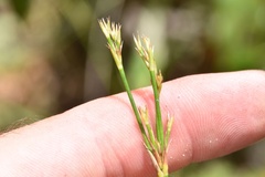 Juncus trigonocarpus