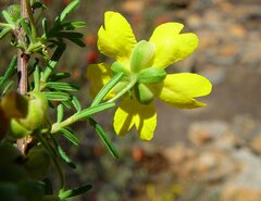 Hibbertia cockertoniana