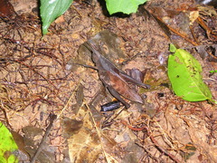 Colpolopha praemorsa