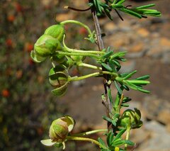 Hibbertia cockertoniana