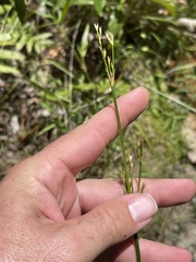 Juncus trigonocarpus
