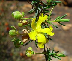 Hibbertia cockertoniana