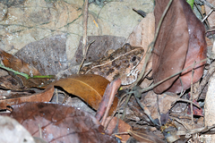 Fejervarya multistriata