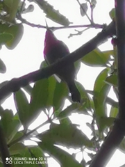 Aethopyga siparaja