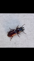 Neandra marginicollis