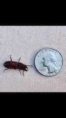 Neandra marginicollis