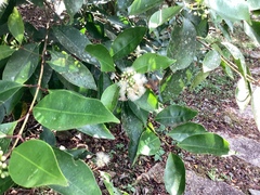 Syzygium kusukusuense