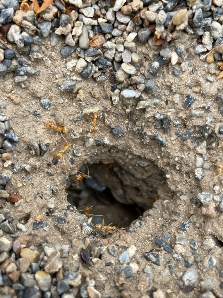 Mexican Honeypot Ant In July 2022 By Matt Berger · Inaturalist