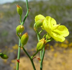 Hibbertia conspicua