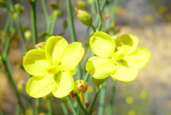 Hibbertia conspicua