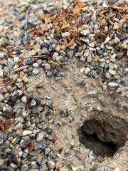 Myrmecocystus mexicanus