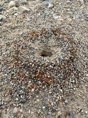 Myrmecocystus mexicanus