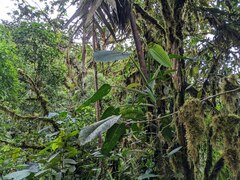 Monstera planadensis