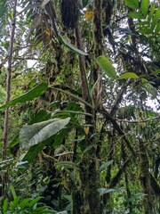 Monstera planadensis