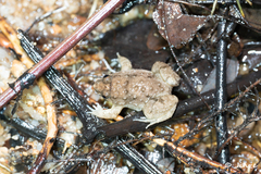 Occidozyga martensii