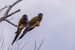 Cyanoliseus patagonus