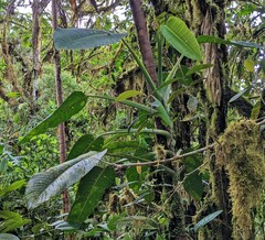 Monstera planadensis